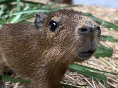 Atención a animales