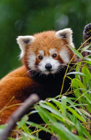 Conservación del hábitat y los ecosistemas