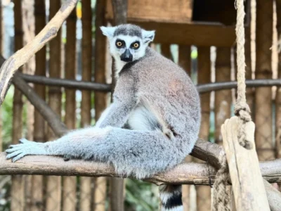 Conservación y zoocría