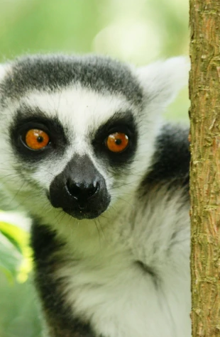 Intercambio nacional e internacional de fauna