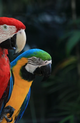 Liberación de aves y otras especies en parques nacionales