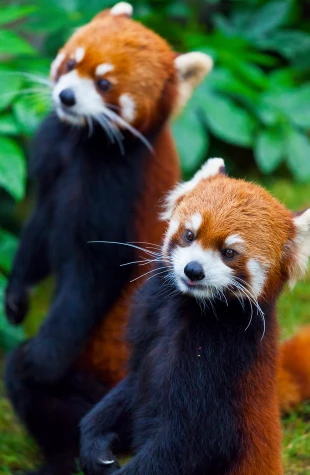 Programas de reproducción de especies en peligro de extinción