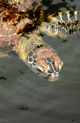 Protección de refugios y santuarios