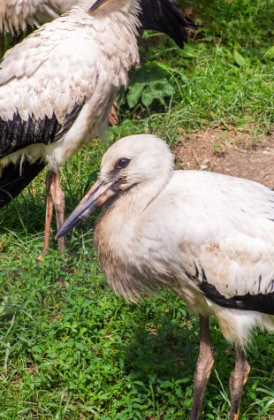 Rehabilitación de ejemplares rescatados