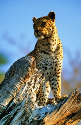 Rehabilitación de fauna silvestre