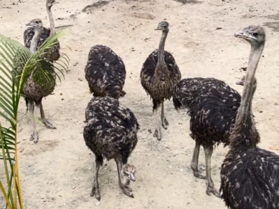 Reproducción y liberación de fauna