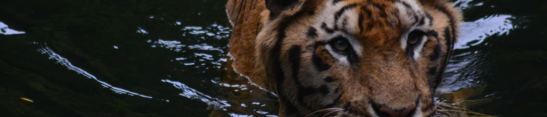 banner-blog-noticias