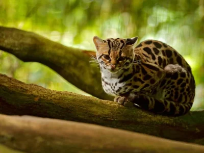 depositphotos_245090730-stock-photo-wildlife-costa-rica-nice-cat